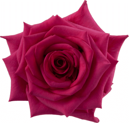 Rose Hot Paris 60cm holex