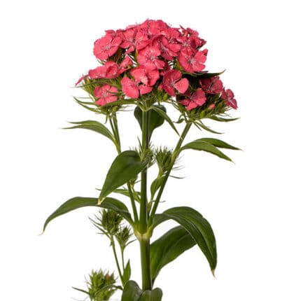 Dianthus Salmon Pink holl