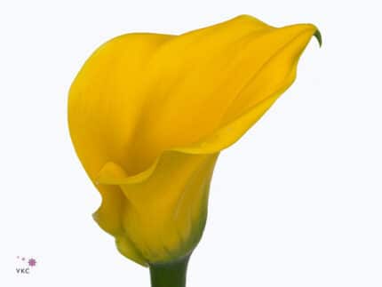 Calla Captain Goldwin holl