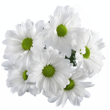 Pom Daisy Coconut gdns