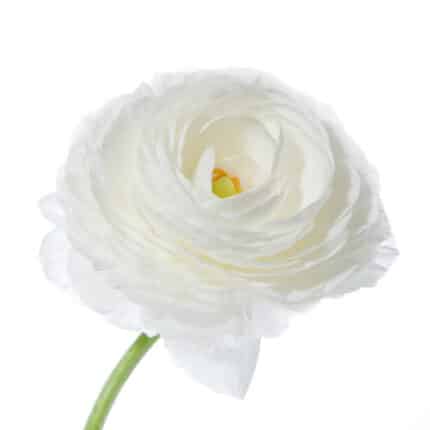 Ranunculus White holl super