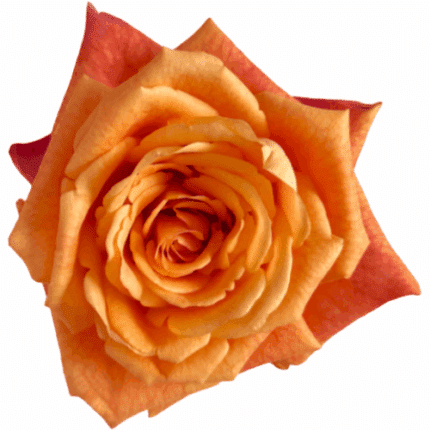 Rose Mango Tango 40cm Rfi