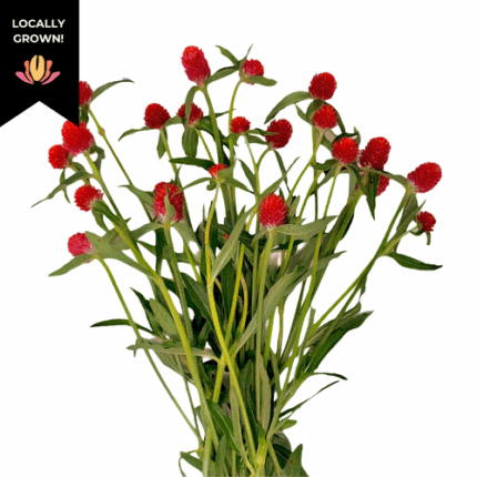 Gomphrena Red cramer