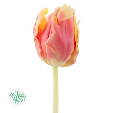 Tulip DeeJay Parrot holl