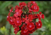 Dianthus fushia pearl