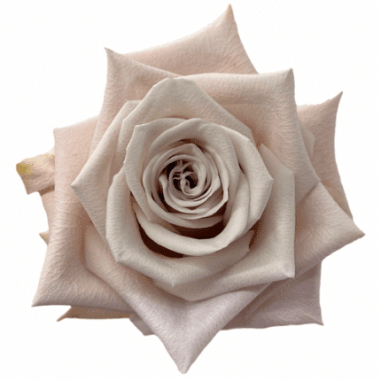 Rose Menta 40cm florecal.