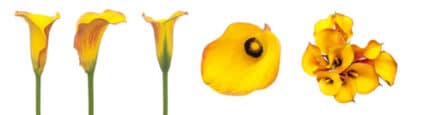 Calla sonrisa org sande