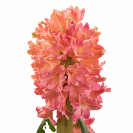 Hyacinth Sweet Invitation holl