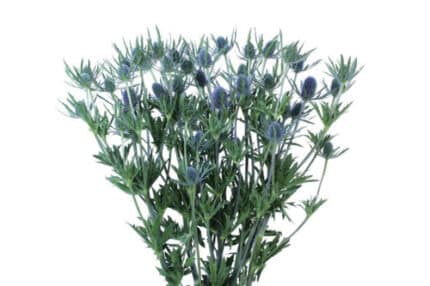 Eryngium Blue Dynamite 60cm be