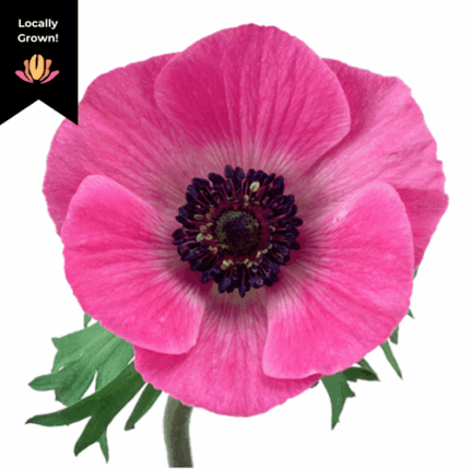 Anemonire HtPkWhite hendricks