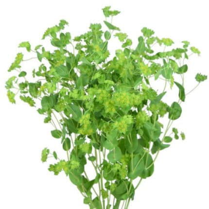 Bupleurum rfi