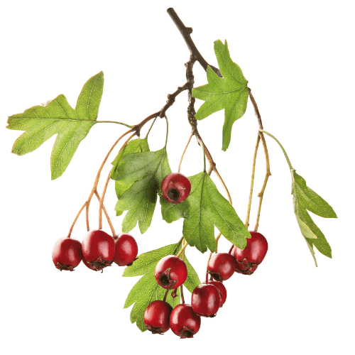 00cedc4c-1a53-475d-8d48-c59fa3abfc5d.png HAWTHORNE x3 - Image 1