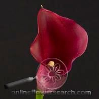 CALLA majestic red rio