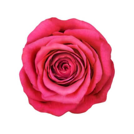 Rose Cherry O 60cm wely