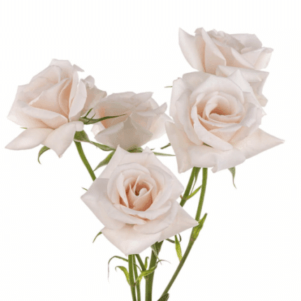 Rosespray White Maj Galleria