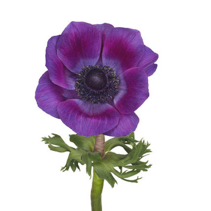 Anemonie Purple chile