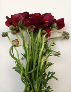 Ranunculus Pauline Violet holl