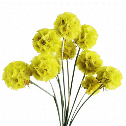 Scabiosa Pods Yellow f.c.