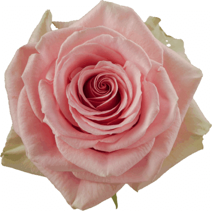 Rose Geraldine 50cm priv coll