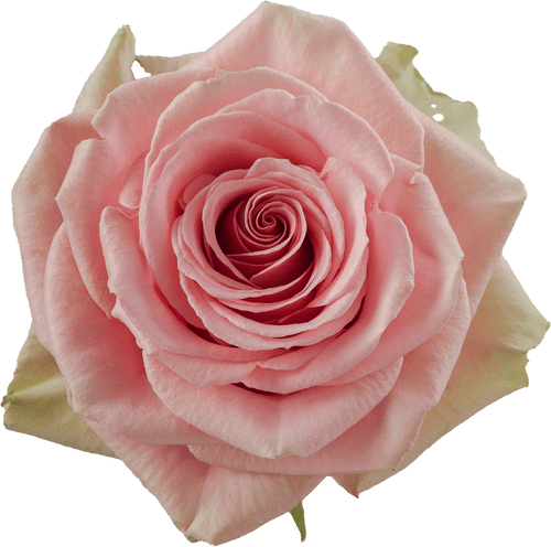 00f29e43-eba8-4cd7-8959-2910d96d0db9.png Rose Geraldine 50cm priv coll - Image 1