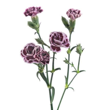 Dianthus Sparkz Minerva golden