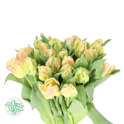 Tulip CremePink Parrot holl