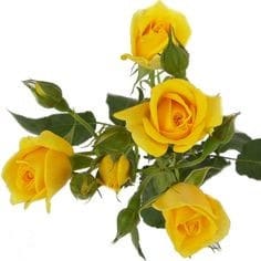 RoseSpray Suncity rfi