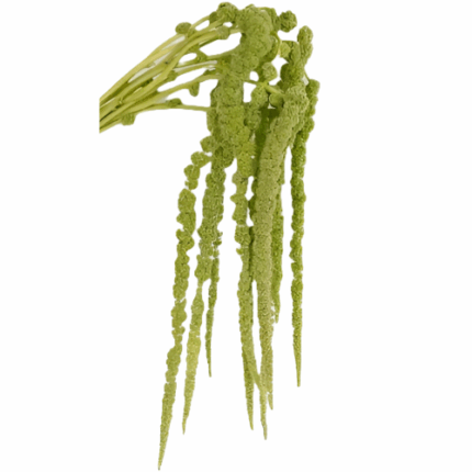 Amaranthus Preserved Apple Gre