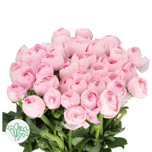 0103b495-e28c-490a-9727-f9e66e9d42b7.jpg Ranunculus Cloni Lady Pink hol - Image 1