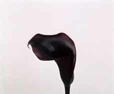 CALLAS black 50cm o.b.