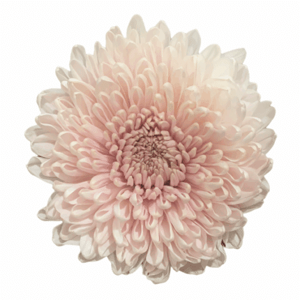 Mum Disbud Fairytale Pink sand
