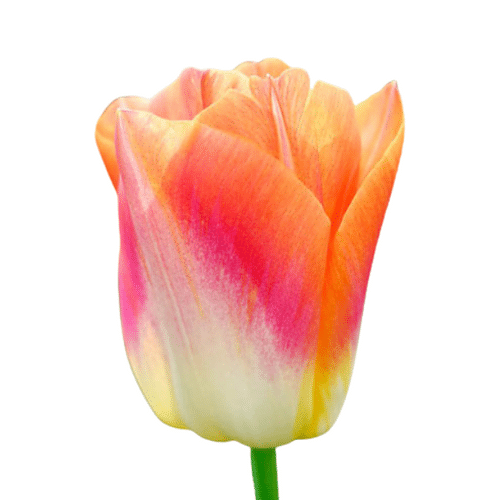011ac7ec-42b4-4c4b-bb10-6125368080e7.png Tulip Sunrise Dynasty canada - Image 1