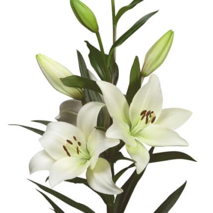 Lily La Nova Scotia holl 4bl