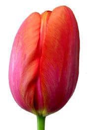 Tulip French Avignon holl
