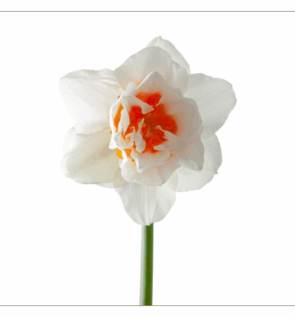 Daffodil Sweet Paradise holl