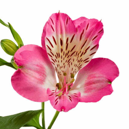 Alstro Pink Diva bicolor sole
