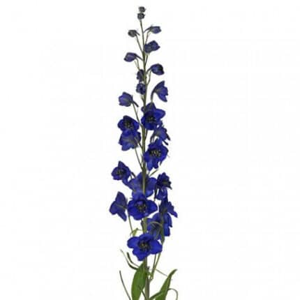 Delph DkBlue s.v.