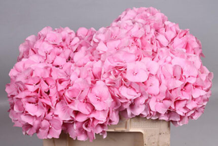 Hydra. ChallengePink holl(st)