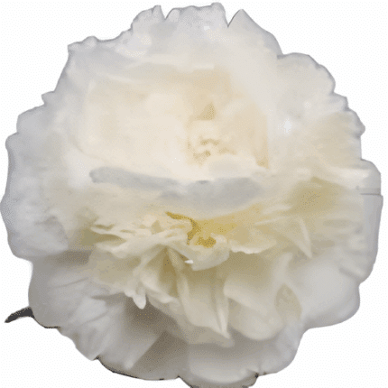 Peony Moon Over Barrington hol - PEO MOON OVER