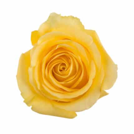 Rose Yellow King 60cm rprima