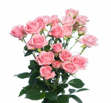 RoseSpray Odilla sole