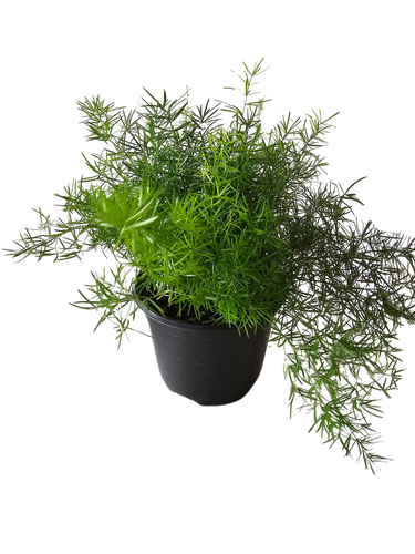 6" Springerii Ferns
