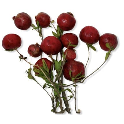 Pomegranates camflor