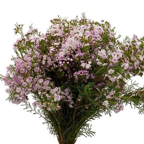 019f994f-0c13-4d58-8130-caead064d3a9.jpg Waxflower Dancing Queen  tutuli - Image 1