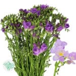 Freesia DeltaRiver holl