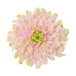 Mum Cremon Rossano Charlotte g - M CRE ROS CHAR GALL