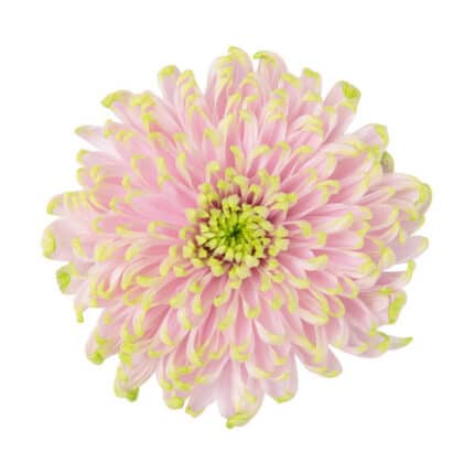 Mum Cremon Rossano Charlotte g - M CRE ROS CHAR GALL