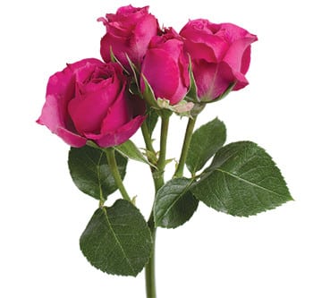 RoseSpray Splendid Irischka rf