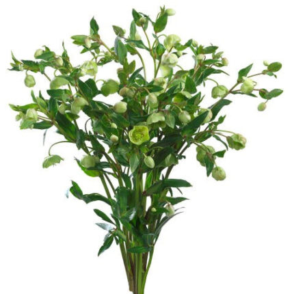 Hellebourus Winterbells 50cm h