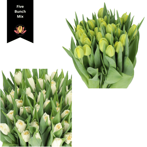 01ed00de-76c3-4d03-8736-a7c4b8b51640.png Tulip Dbl Trouble, Iceburg 5 b - Image 1